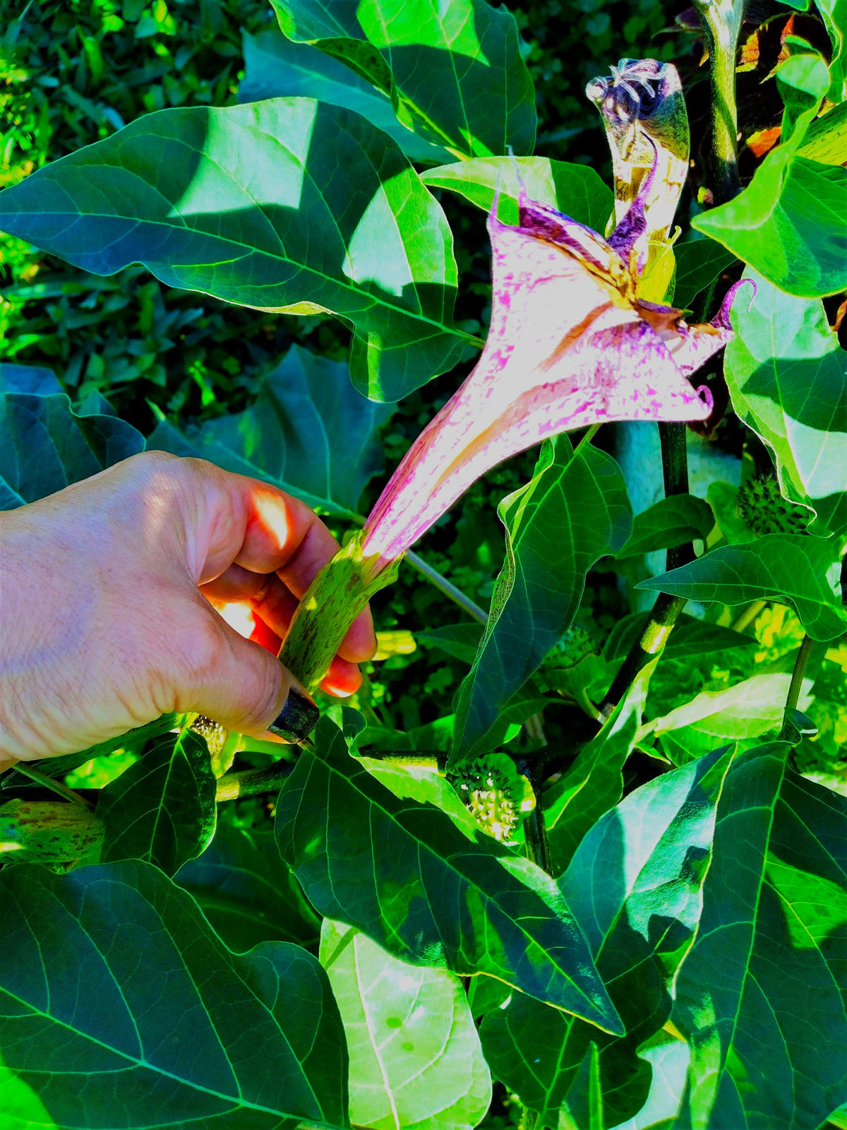 Red Datura Devils Trumpet Seeds 25 Count Fast-Growing Night Bloomer Tropical Annual/Perennial