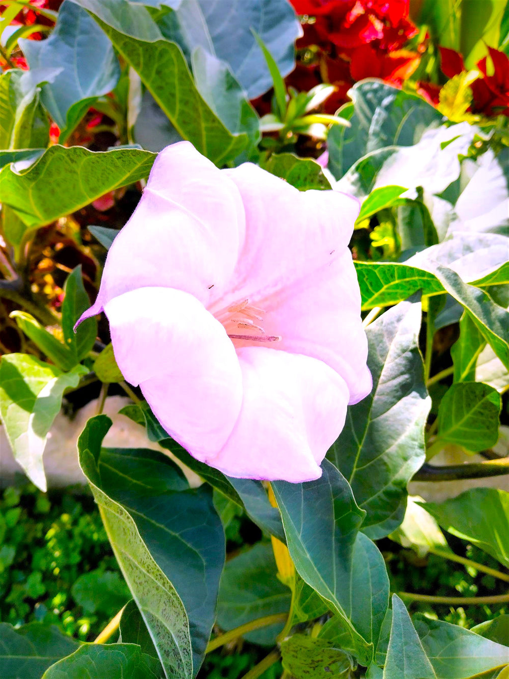 Datura Devils Trumpet Lilac-Lavender 6" FRAGRANT blooms 2026 Seeds
