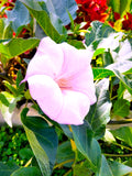 Datura Devils Trumpet Lilac-Lavender 6" FRAGRANT blooms 2026 Seeds