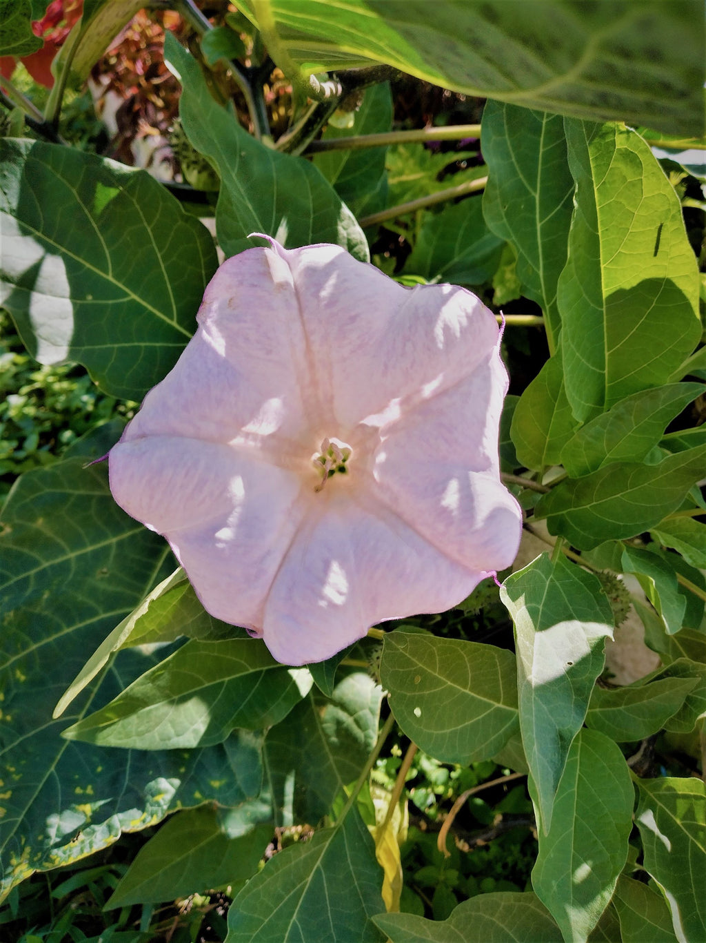 Datura Devils Trumpet Lilac-Lavender 6" FRAGRANT blooms 2026 Seeds