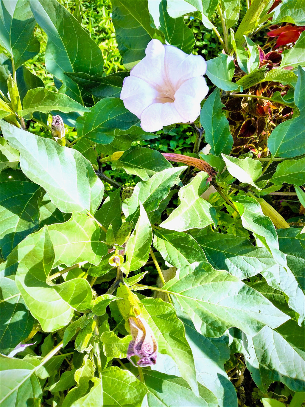 Datura Devils Trumpet Lilac-Lavender 6" FRAGRANT blooms 2026 Seeds