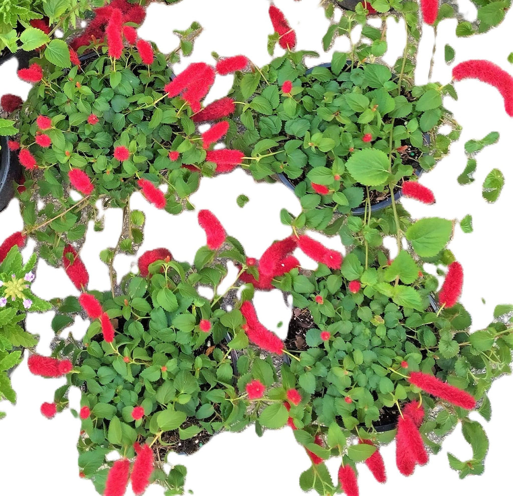 Dwarf Chenille Plant Red Hot Cat Tails Full 12" Blooming Trailing Plant Ready to Ship