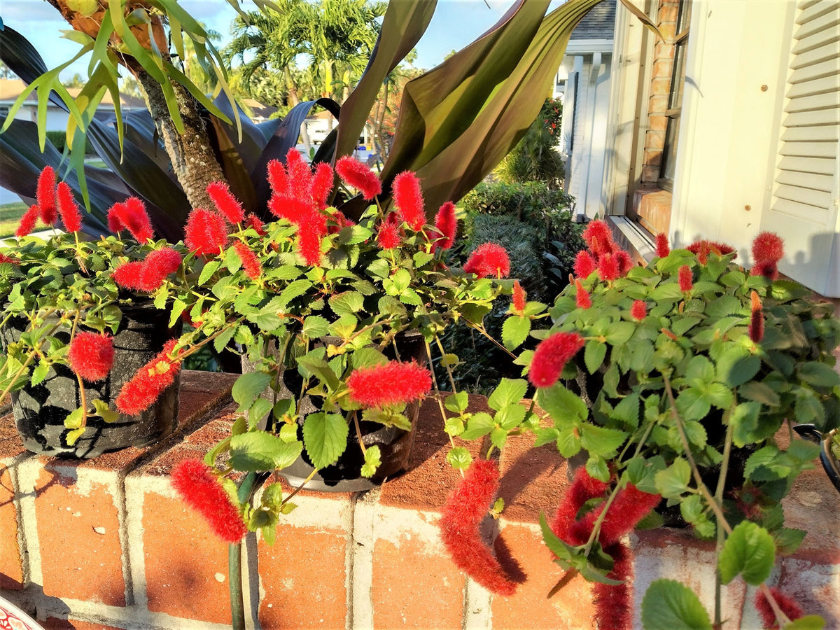 Dwarf Chenille Plant Red Hot Cat Tails Full 12" Blooming Trailing Plant Ready to Ship