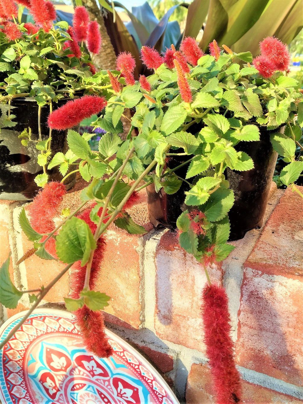Dwarf Chenille Plant Red Hot Cat Tails Full 12" Blooming Trailing Plant Ready to Ship