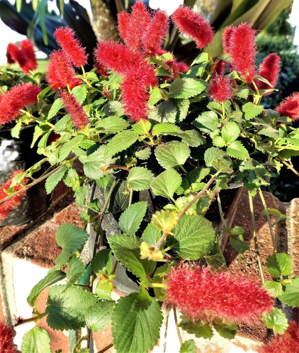 Dwarf Chenille Plant Red Hot Cat Tails Full 12" Blooming Trailing Plant Ready to Ship