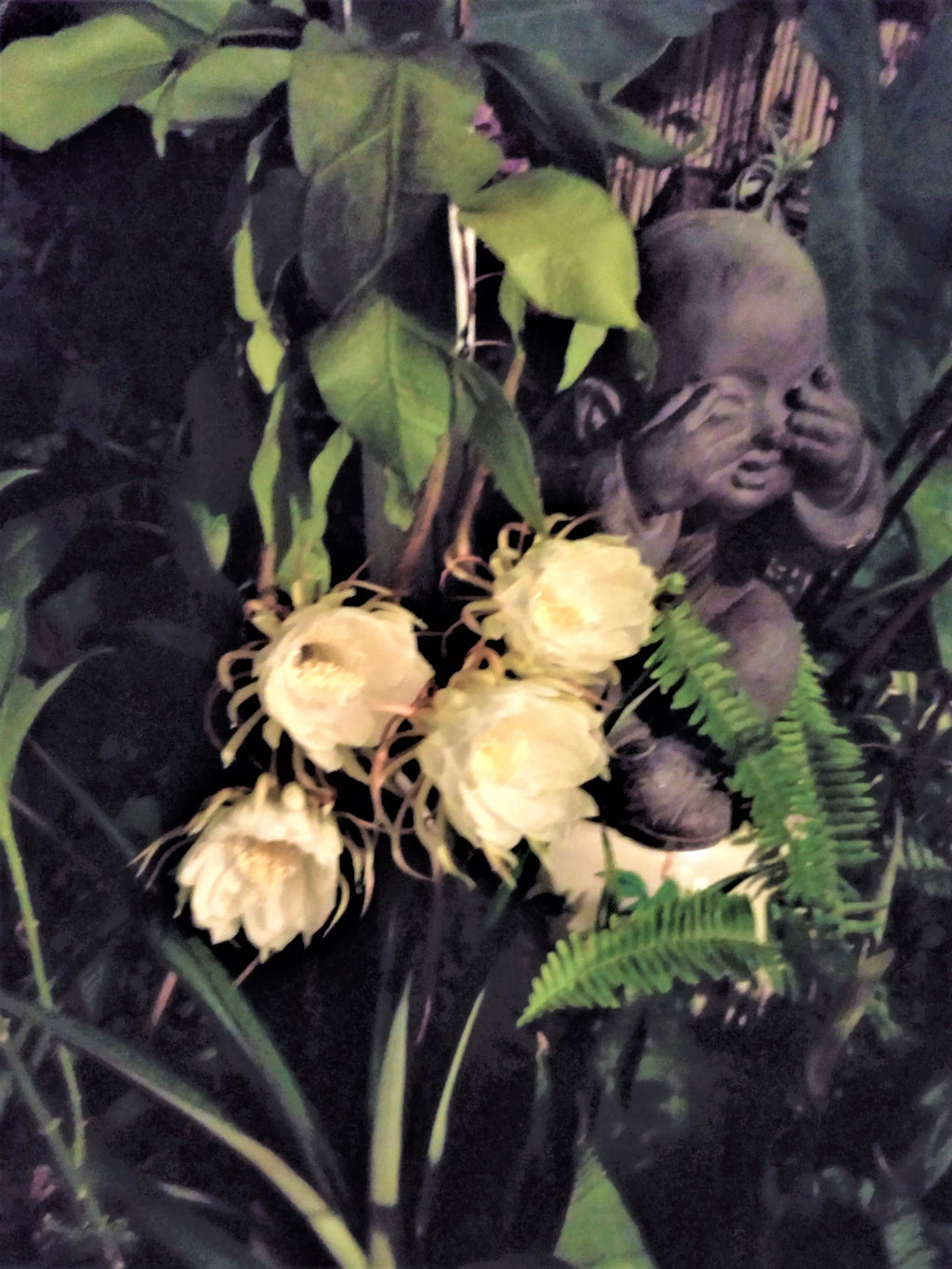 Cereus Epiphyllum Orchid/Cactus “Queen of the Night” – 12" Rooted Live Plant 10" Flowers
