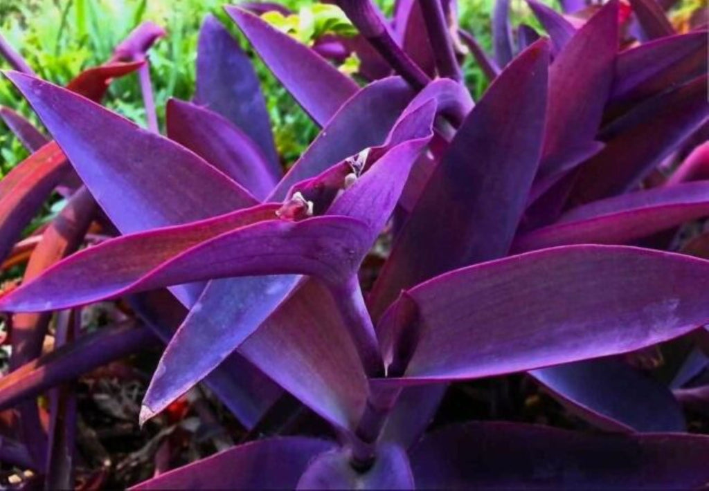 Tradescantia Pallida Purple Heart 8-inch Rooted Live Plant, Florida Grown.