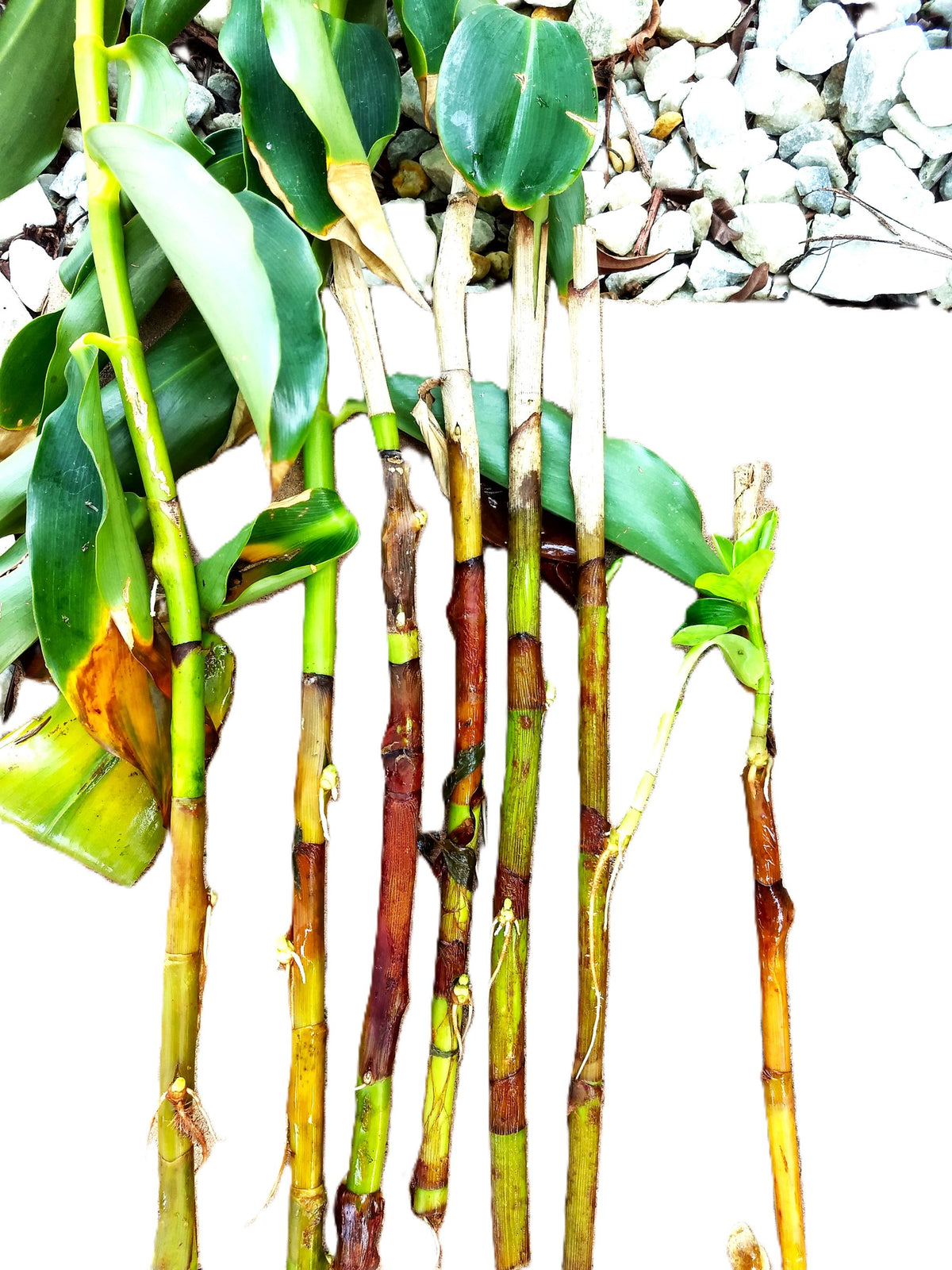 Indian Head Ginger – 2 Stalks, 10" Rooted Live Plant Costys woodsonii, garden ready, easy to grow outdoor/indoor live plants