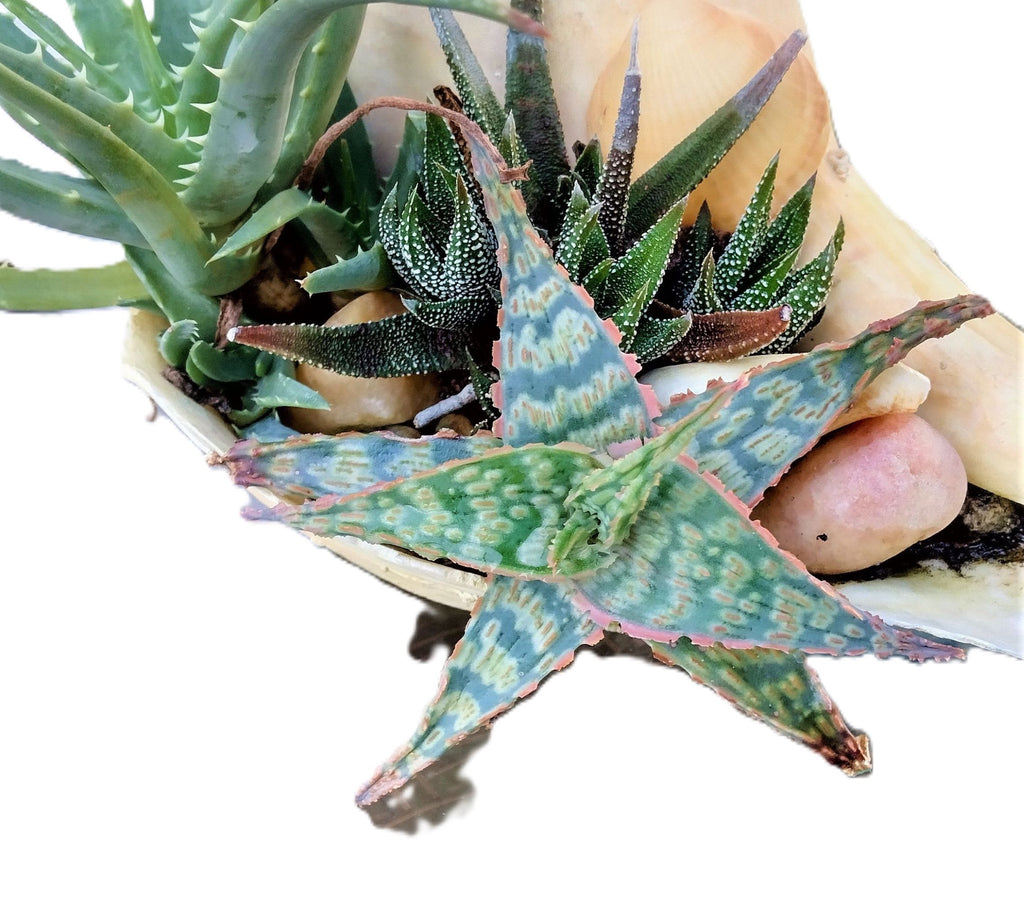 Aloe ‘Bright Star’ (Aloe ‘Donnie’) –Starfish Aloe 6-Inch Starter Plant USDA Zones 9-12