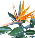 Orange Bird of Paradise Plant – 18″ Rooted Starter, Florida‑Grown Tropical Foliage (Strelitzia)