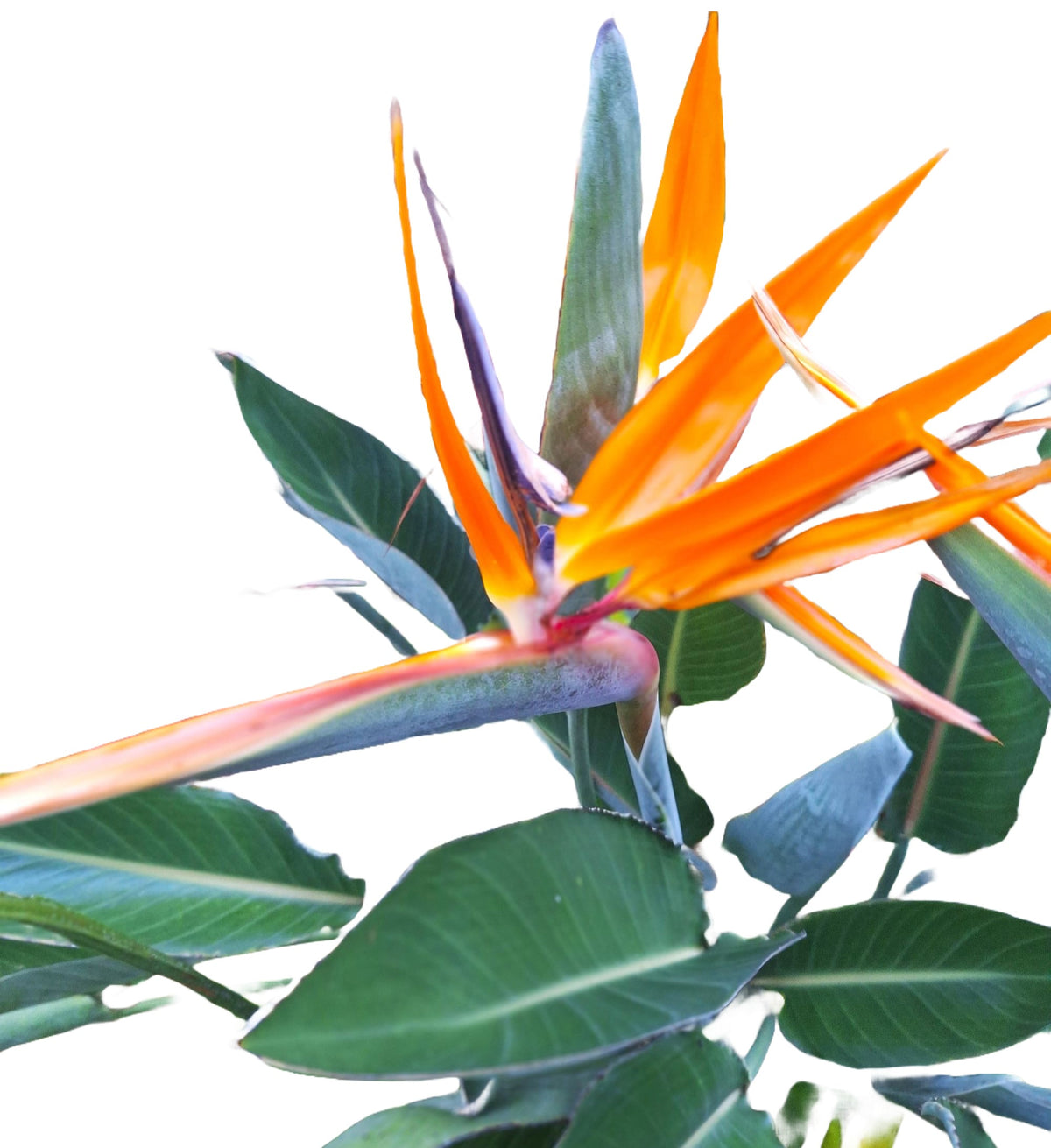 Orange Bird of Paradise Plant – 18″ Rooted Starter, Florida‑Grown Tropical Foliage (Strelitzia)