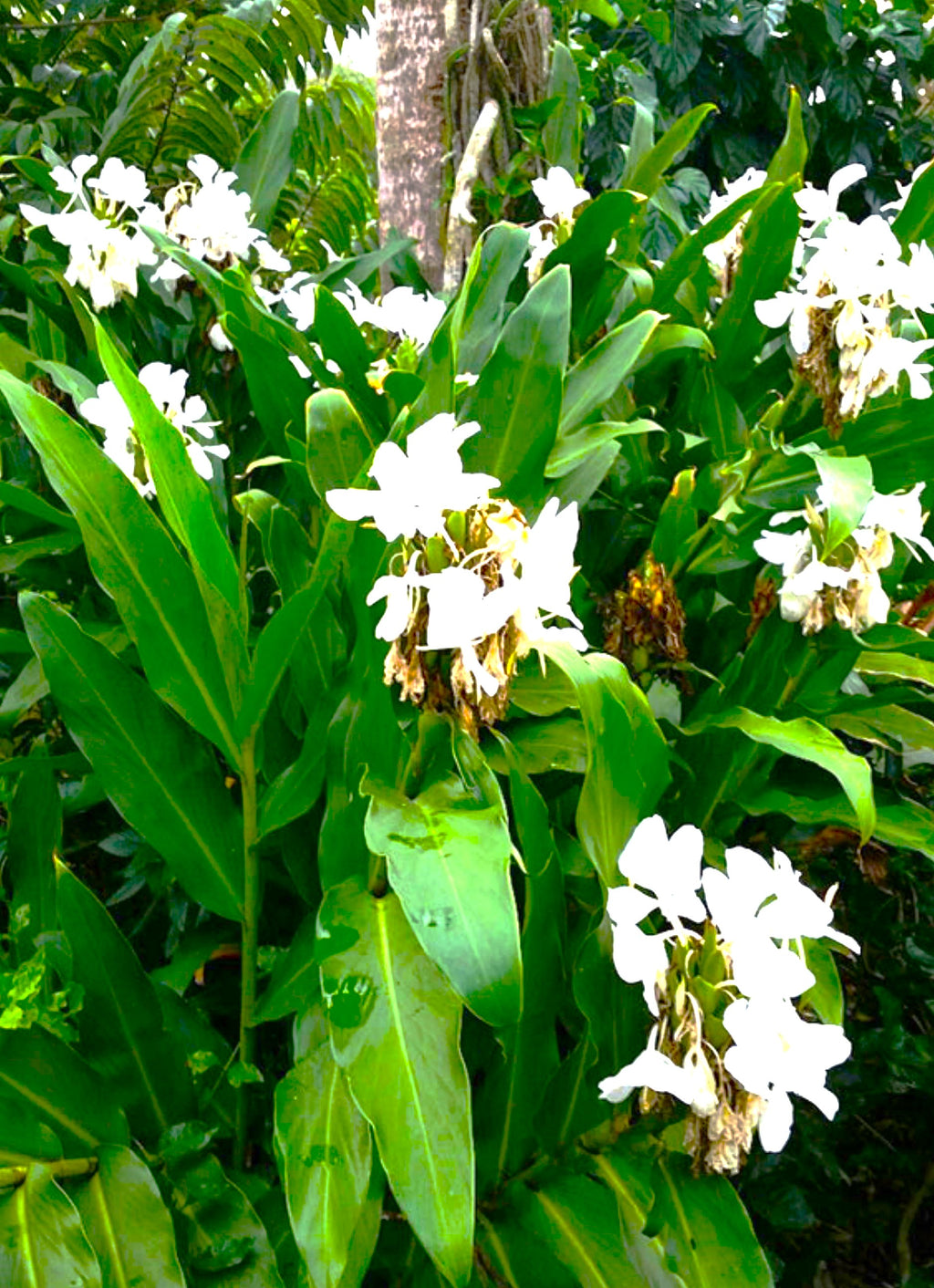 Hawaiian 20-inch White Fragrant Butterfly Ginger GROWN PLANTS- Ready to Bloom
