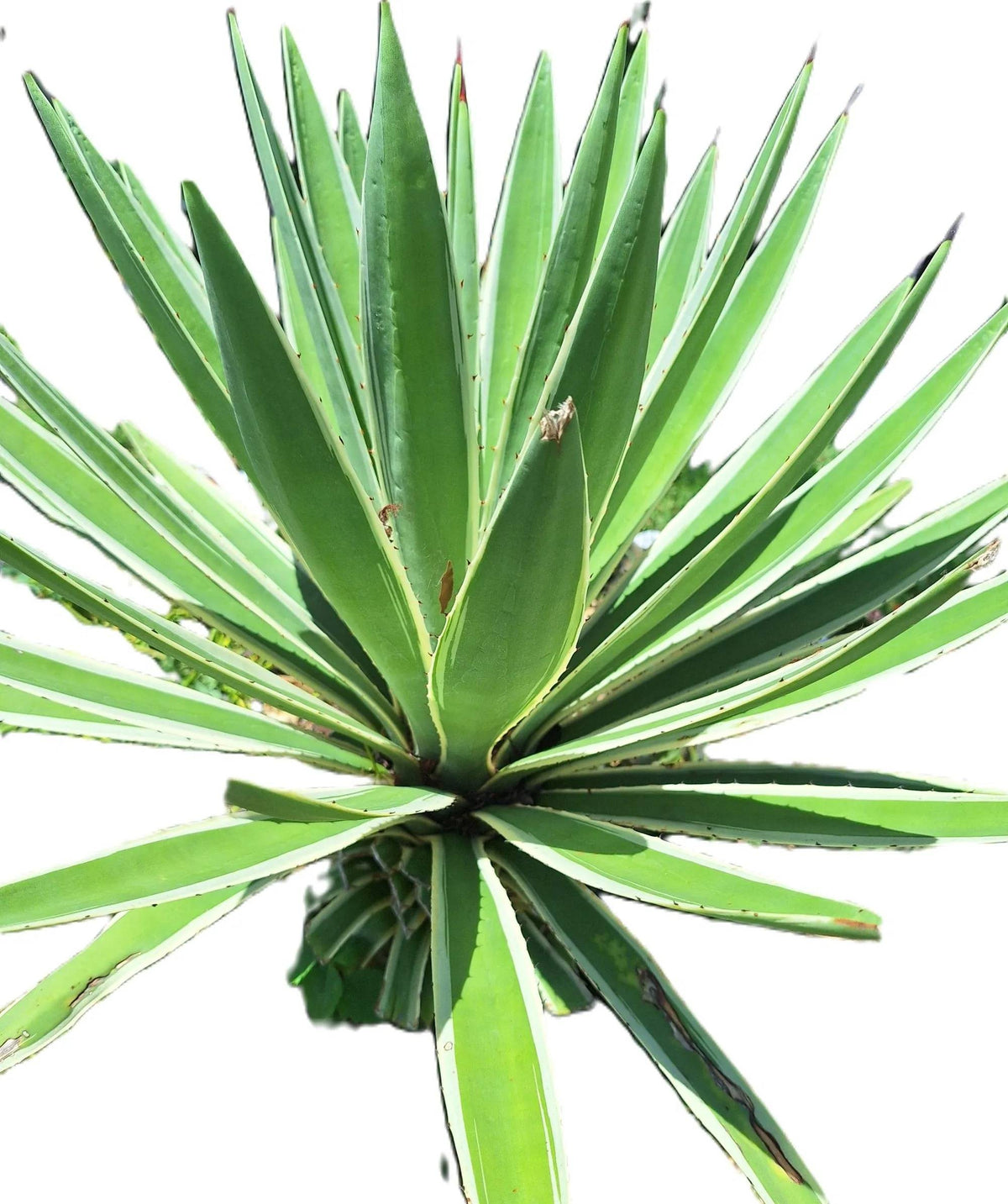 Caribbean Agave Angustifolia Variegated Live Plant, 8 Inch Starter, Full Sun, USDA Zones 9-12