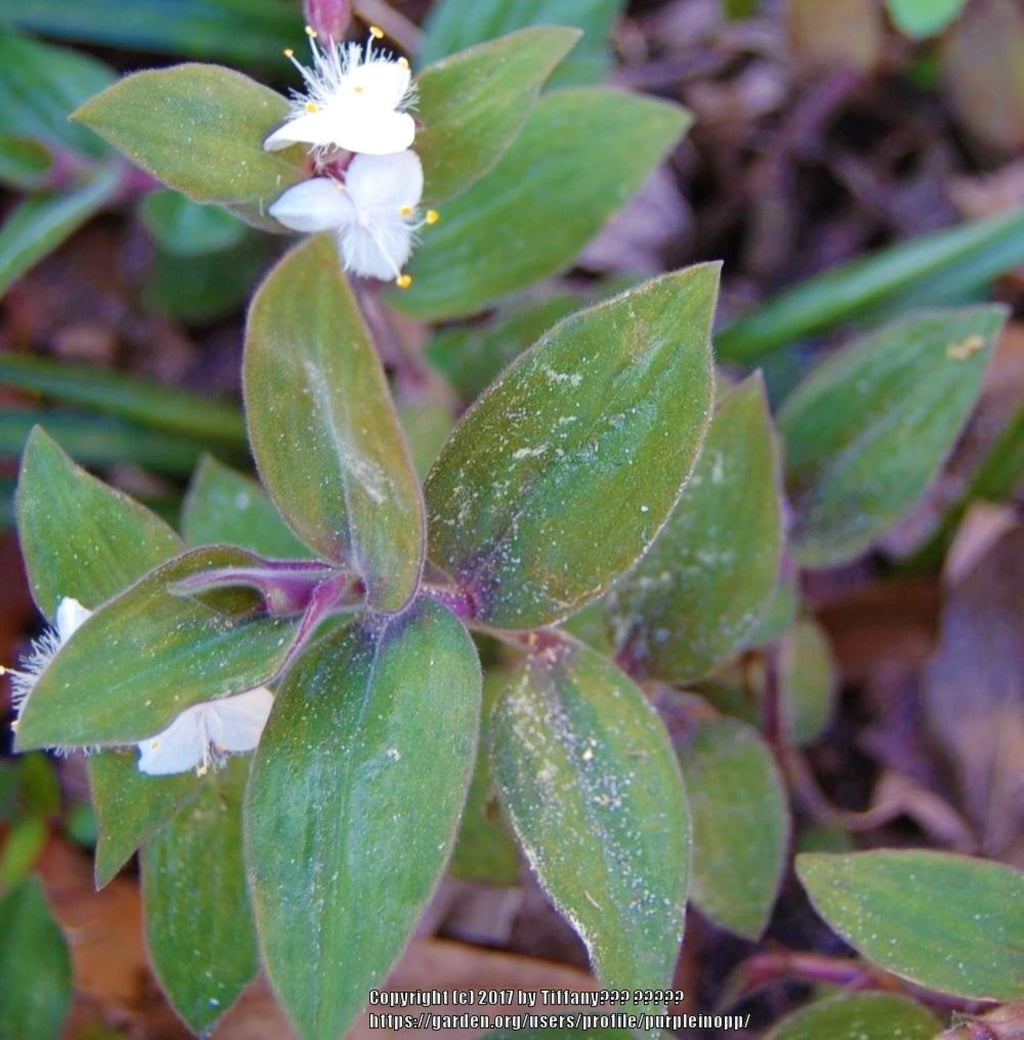 Blue Bunnies Tradescantia Live Baby Bunnies Plant 3–5” Starter Fuzzy Silver Leaves with Purple Undersides