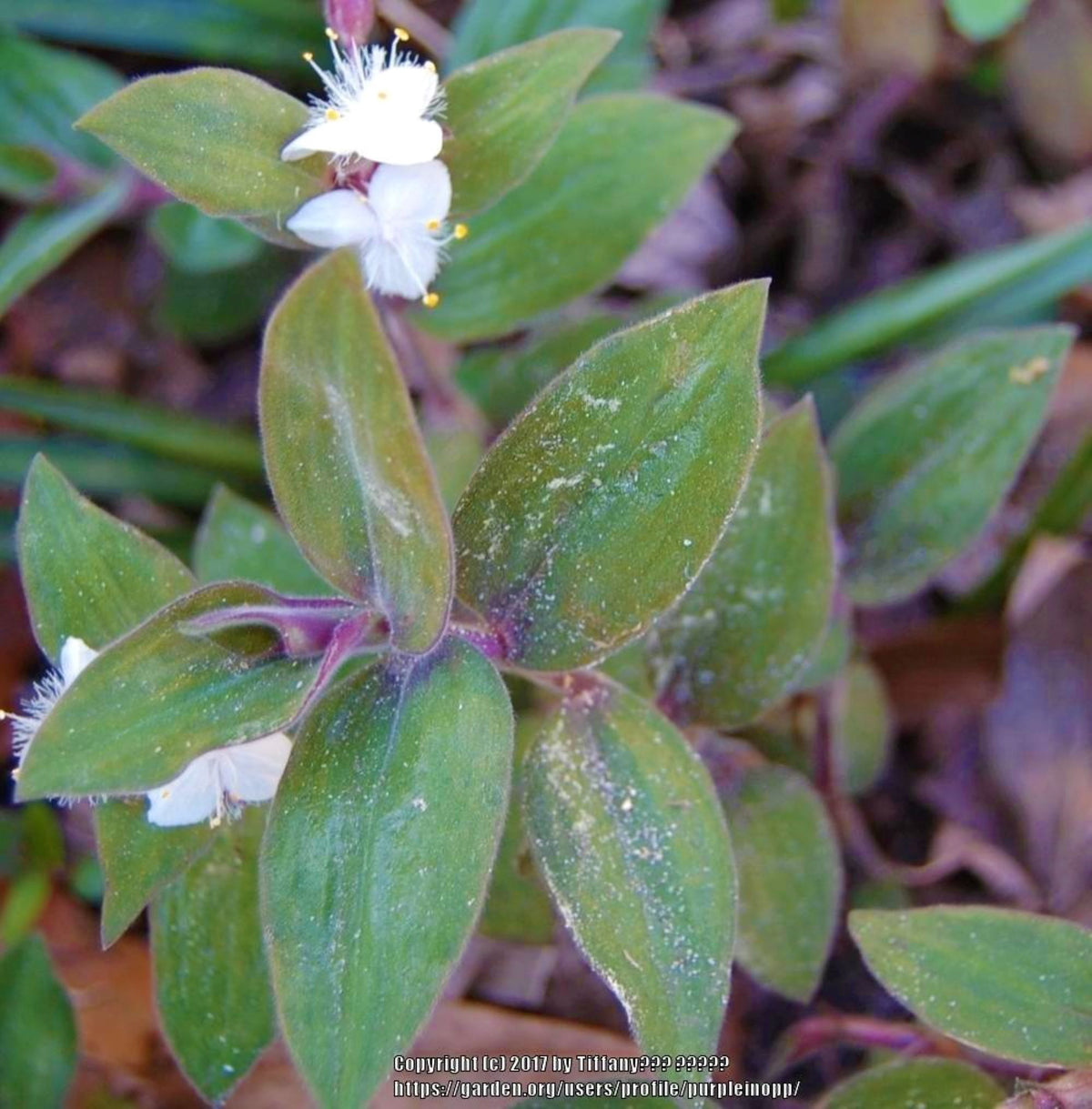 Blue Bunnies Tradescantia Live Baby Bunnies Plant 3–5” Starter Fuzzy Silver Leaves with Purple Undersides