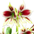 Papilio Amaryllis Seeds Exotic Butterfly Amaryllis, Easy Grow (10 Count) Germinates in 20 Days