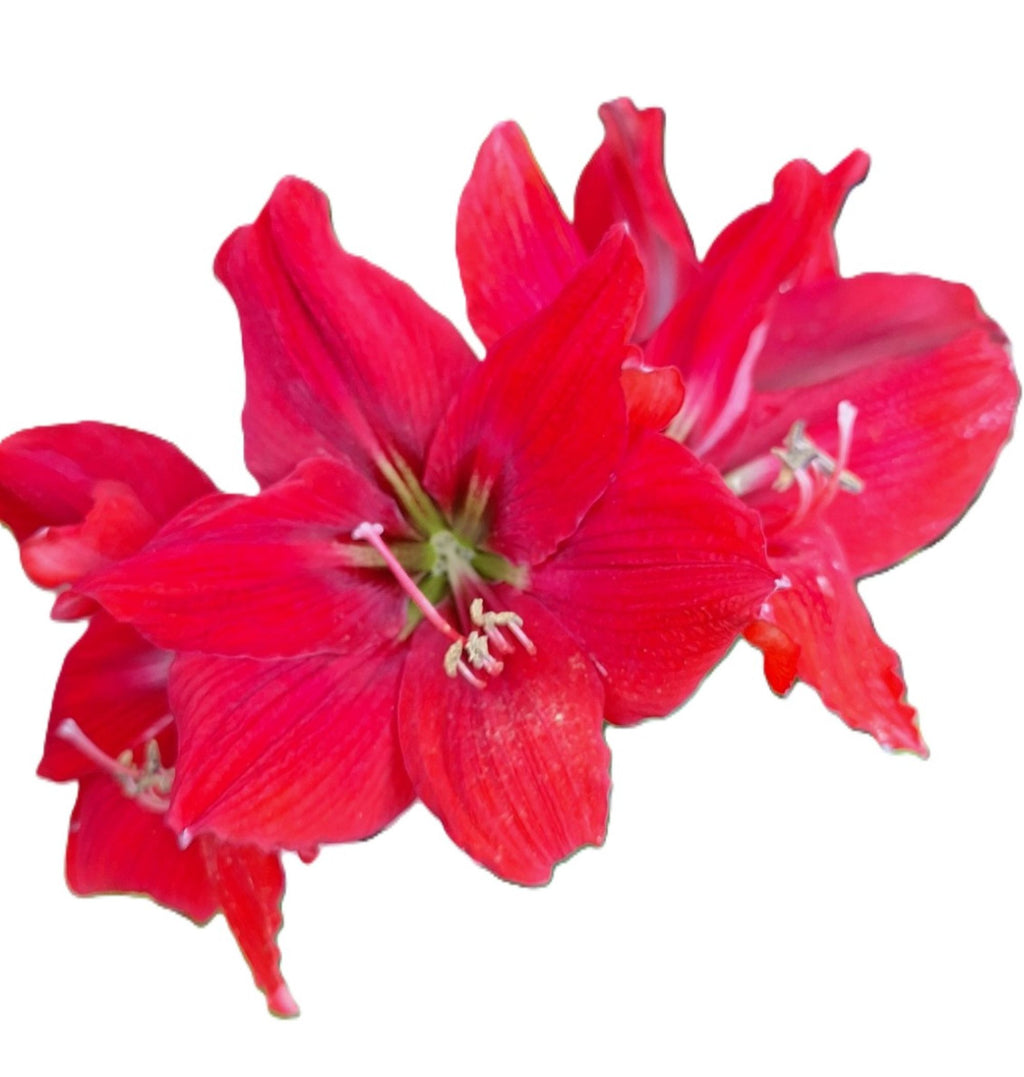 Double Red Dragon Amaryllis Seeds, 10 Seeds per Pack, Large 8" Blooms