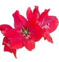 Double Red Dragon Amaryllis Seeds, 10 Seeds per Pack, Large 8" Blooms