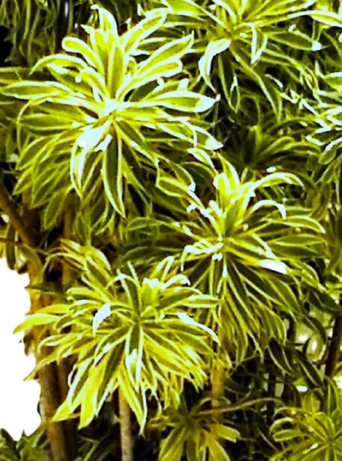 Dracaena Song of India Plant Combo with Tradescantia Purple Hearts