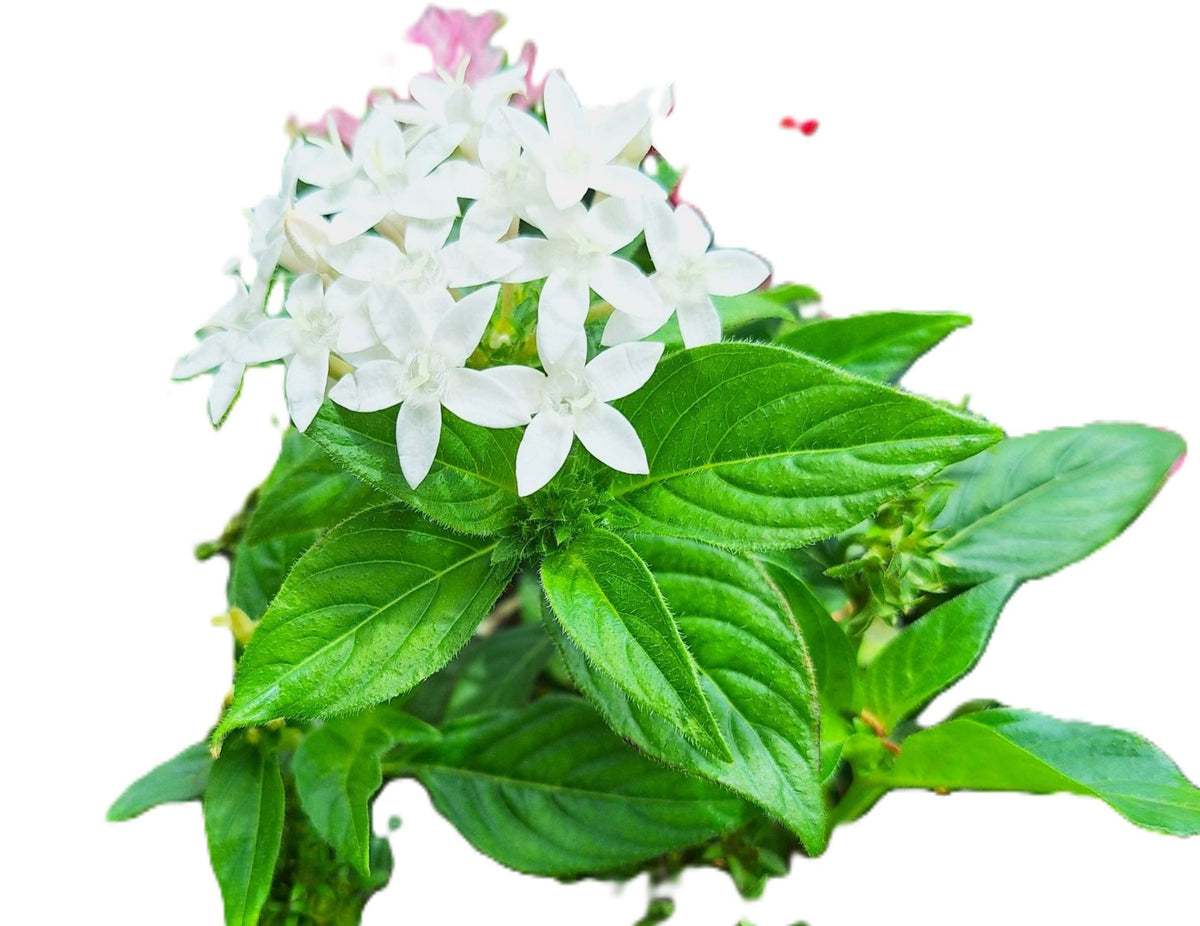 Starry White Egyptian Stars Pentas (Pentas lanceolata) Blooming 10-inch Plants
