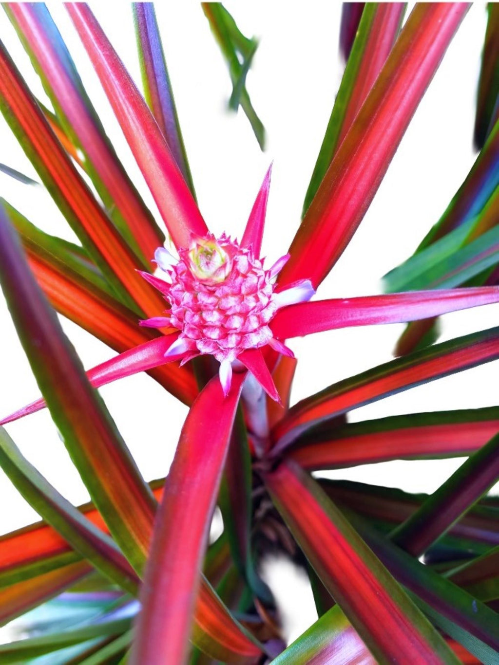 Ananas Lucidus Fire Pineapple Rare Tropical Plant Indoor/Outdoor Houseplant.