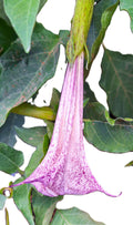 Datura Blue Night Bloomer Seeds Devils Trumpet Light Blue Trumpet Flower 25 Seed Pack