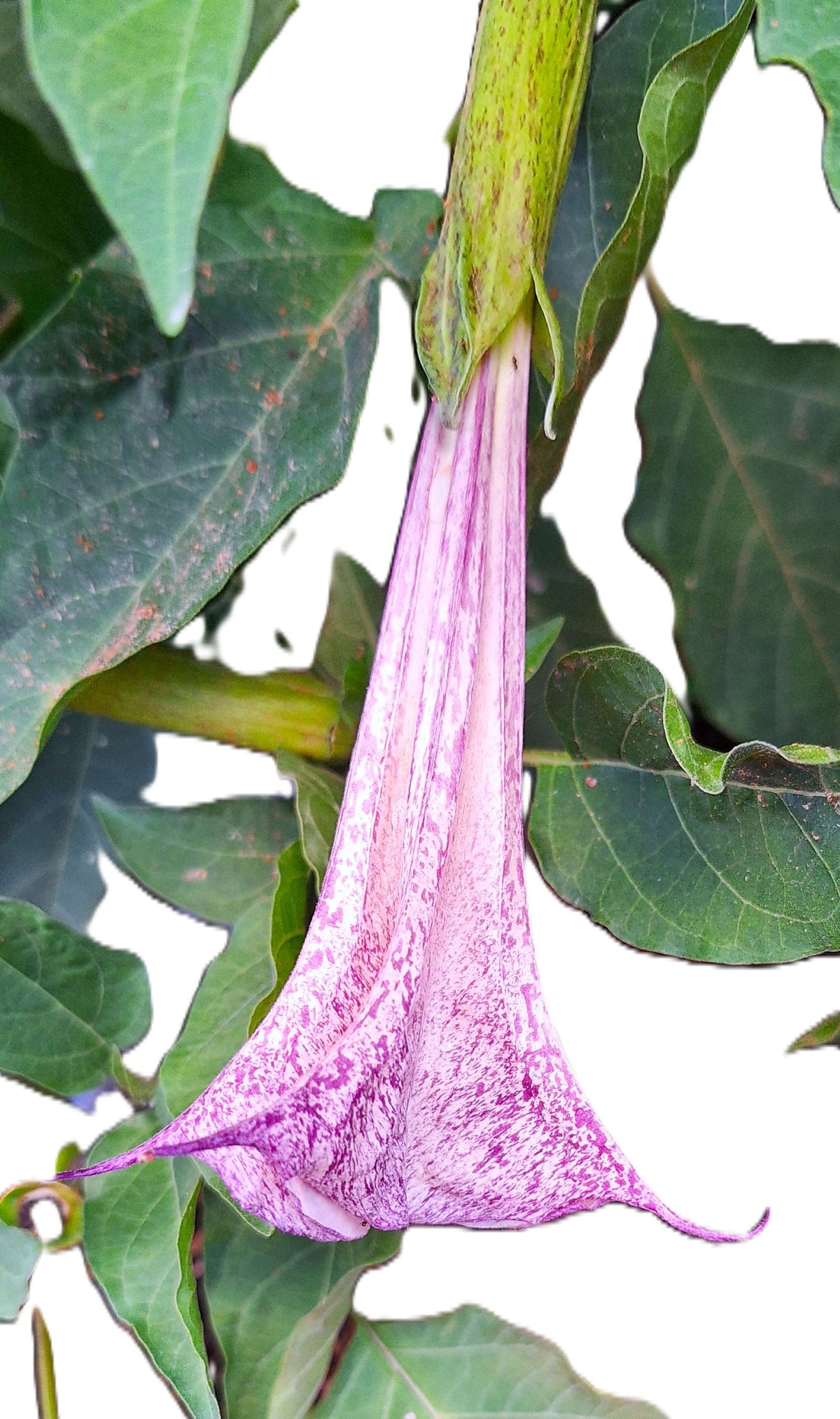 Datura Blue Night Bloomer Seeds Devils Trumpet Light Blue Trumpet Flower 25 Seed Pack