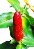 Indian Head Ginger – 2 Stalks, 10" Rooted Live Plant Costys woodsonii, garden ready, easy to grow outdoor/indoor live plants