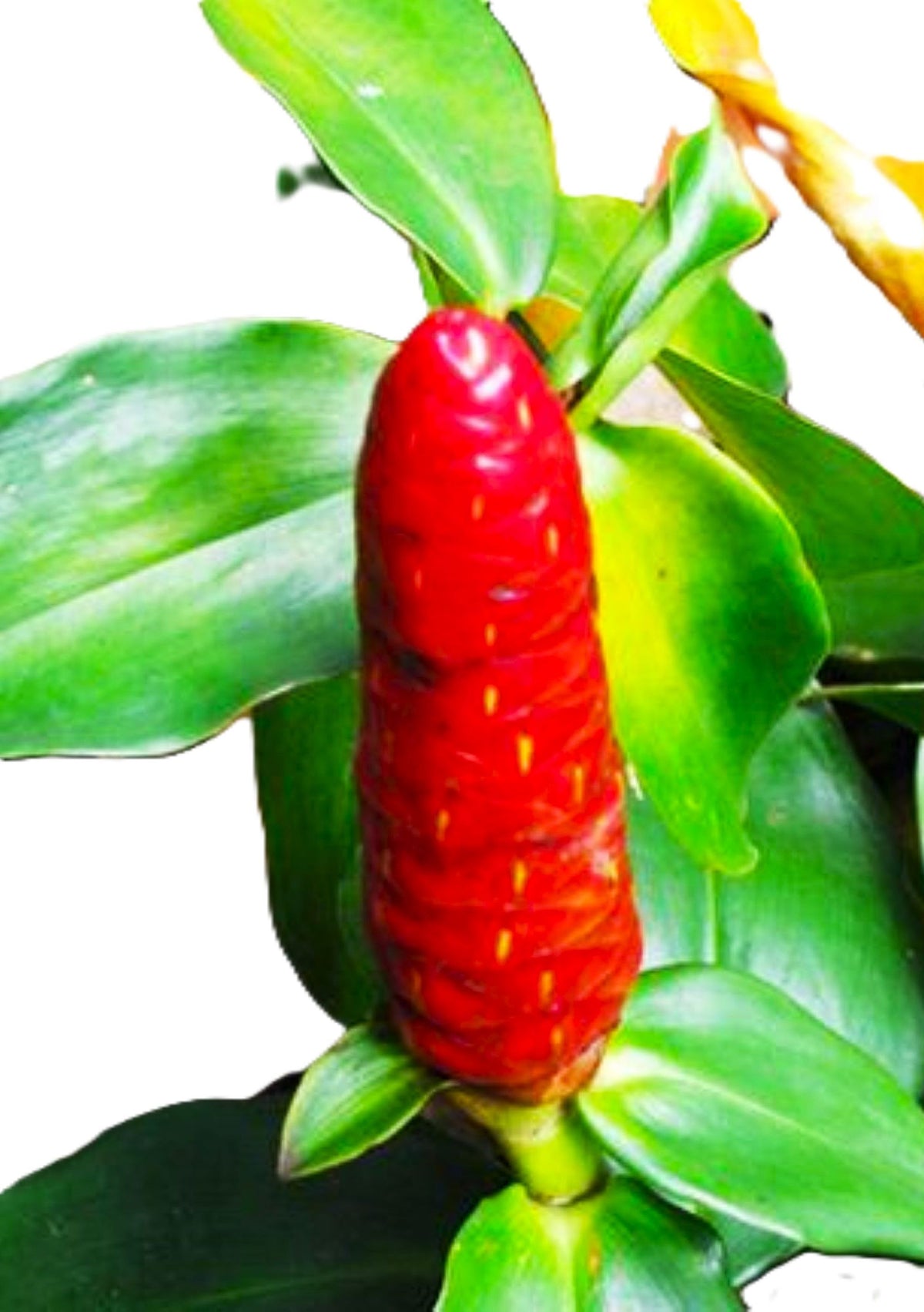 Indian Head Ginger – 2 Stalks, 10" Rooted Live Plant Costys woodsonii, garden ready, easy to grow outdoor/indoor live plants
