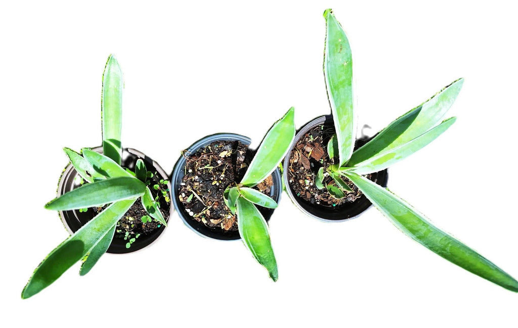 Caribbean Agave Angustifolia Variegated Live Plant, 8 Inch Starter, Full Sun, USDA Zones 9-12