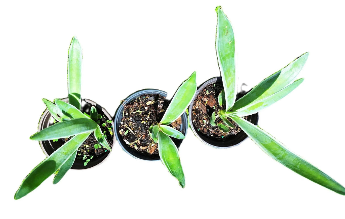 Caribbean Agave Angustifolia Variegated Live Plant, 8 Inch Starter, Full Sun, USDA Zones 9-12