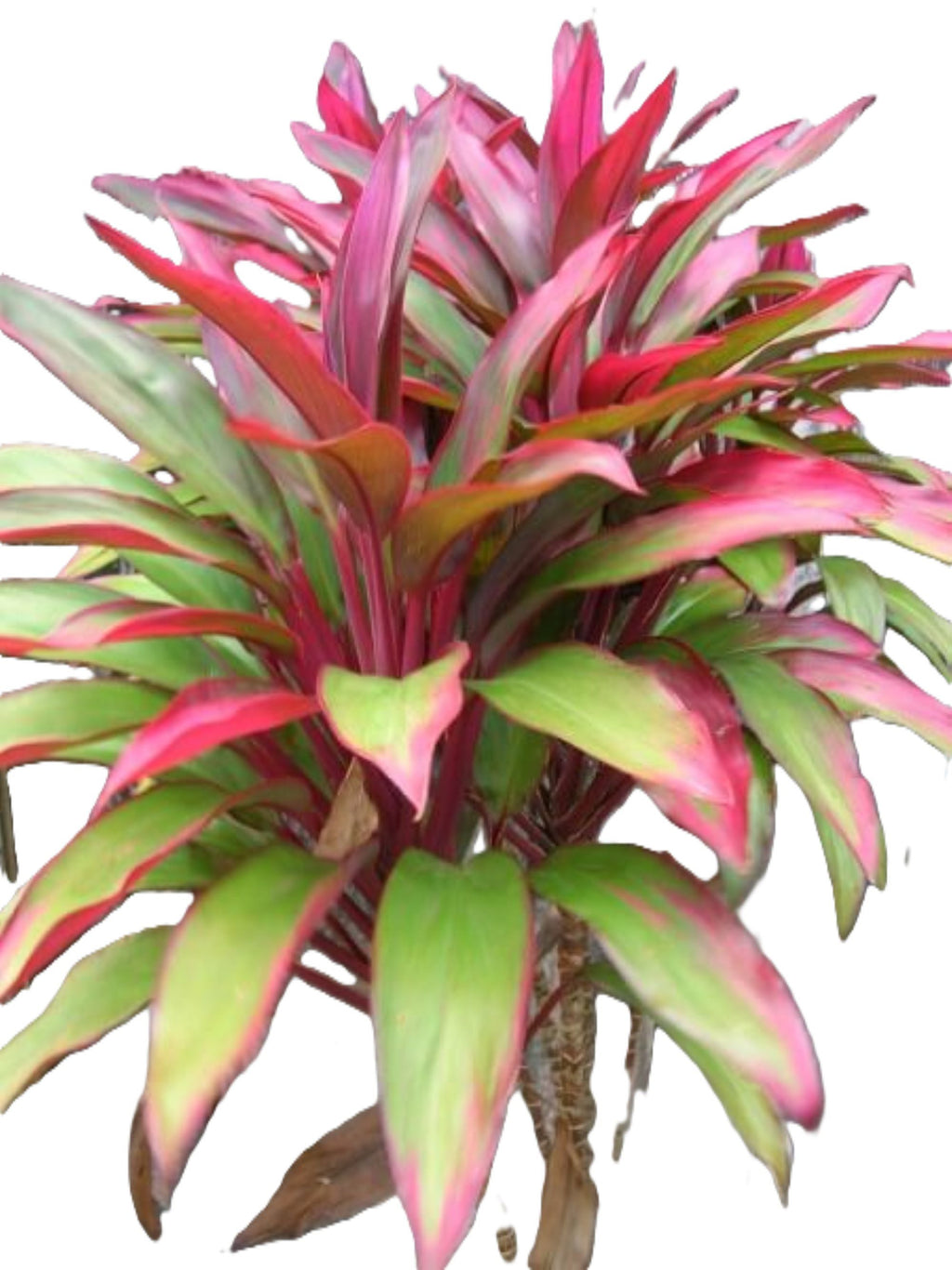 Hawaiian Ti ‘Royal Red Sister’ Cordyline – 18″+ Rooted Plant, Florida‑Grown Tropical Foliage