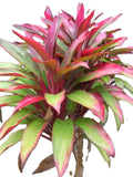 Hawaiian Ti ‘Royal Red Sister’ Cordyline – 18″+ Rooted Plant, Florida‑Grown Tropical Foliage