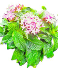 Pentas (Pentas lanceolata) Egyptian Stars Mature Pink 10-inch Blooming Plants.