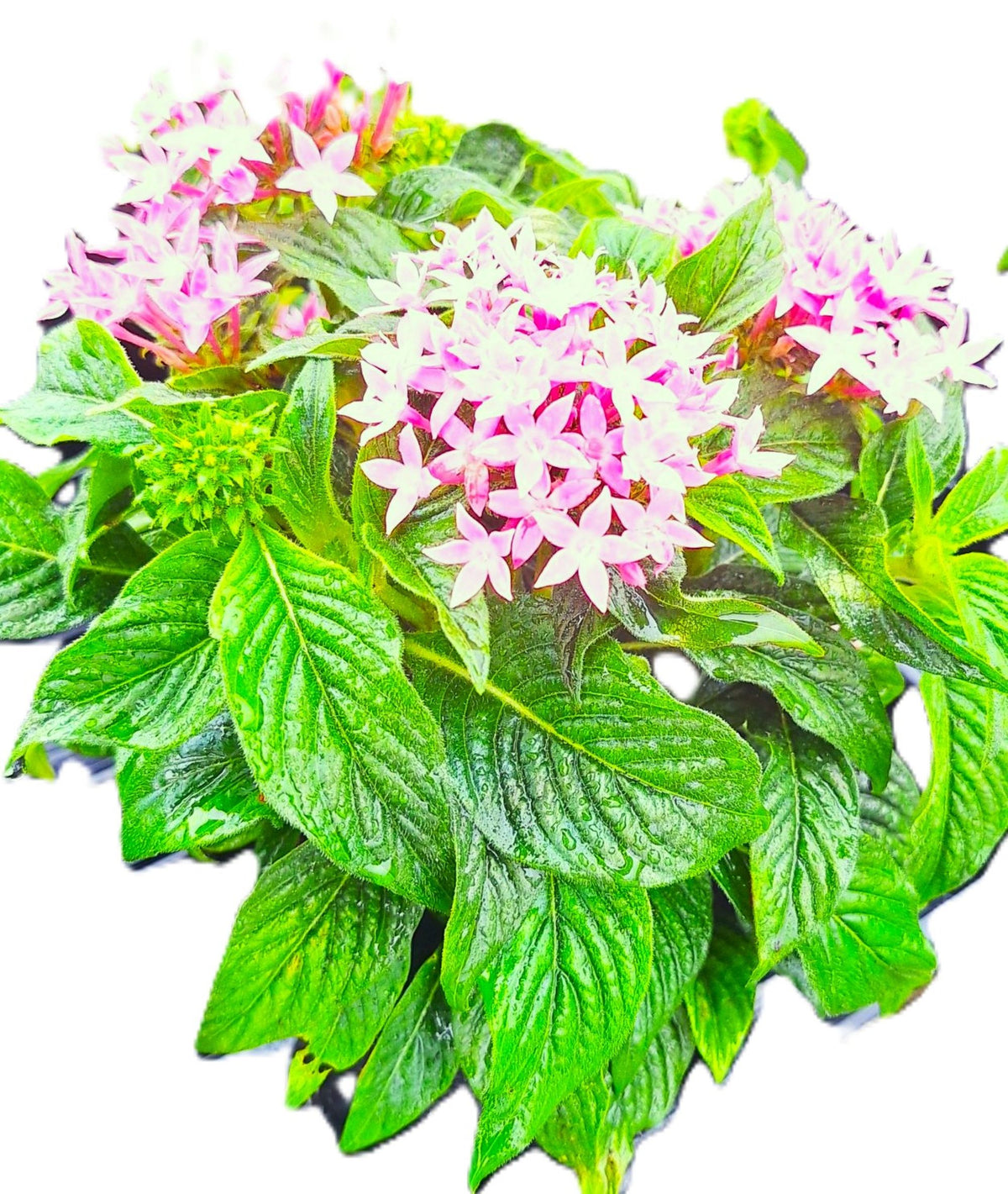 Pentas (Pentas lanceolata) Egyptian Stars Mature Pink 10-inch Blooming Plants.