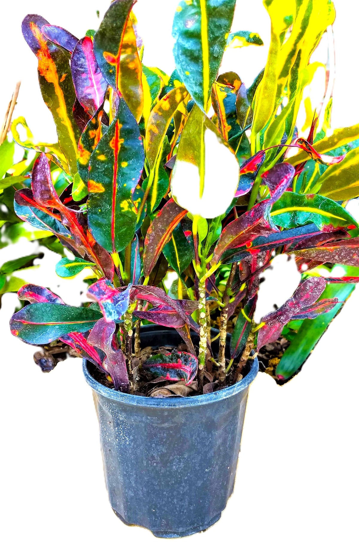 Rare Mammy Croton 10" Fully Rooted Unique Spiral Leaves Established Live Tropical