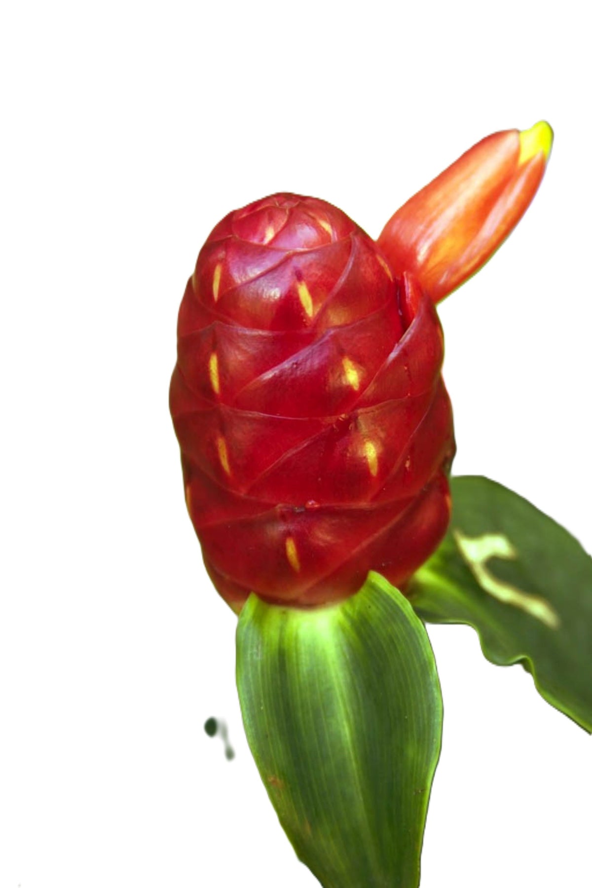 Indian Head Ginger – 2 Stalks, 10" Rooted Live Plant Costys woodsonii, garden ready, easy to grow outdoor/indoor live plants
