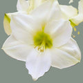White Nymph Amaryllis 10 Seeds per Pack Fresh 2026 Produces a 24-inch Plant.