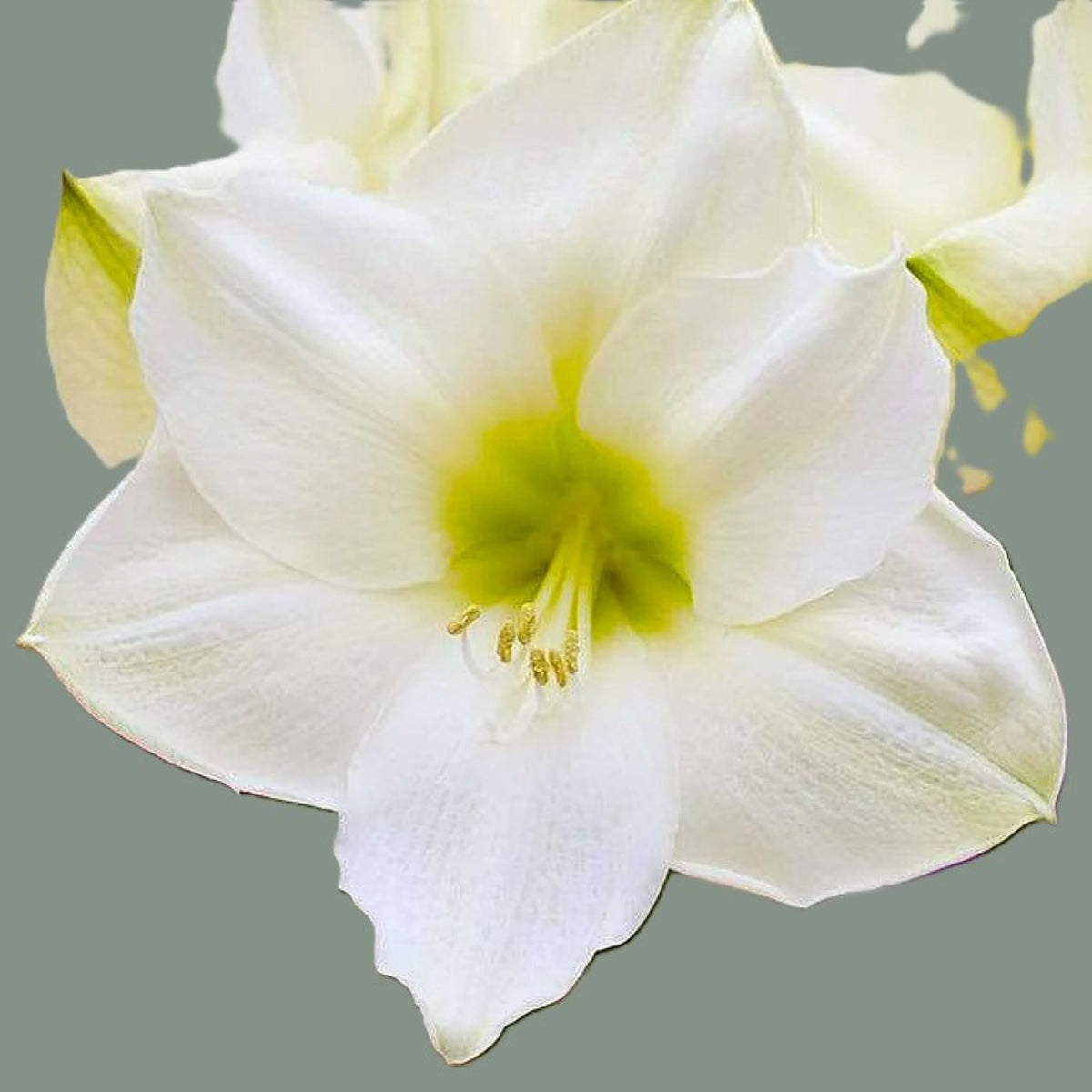 White Nymph Amaryllis 10 Seeds per Pack Fresh 2026 Produces a 24-inch Plant.