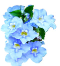 Blue Sky Vine Tropical (Thunbergia grandiflora) – Fully Rooted 10" Vine