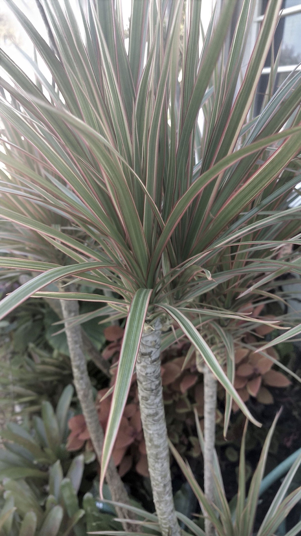 Madagascar Dragon Tree – Silver Tri-Color Live Houseplant (12″ Rooted)
