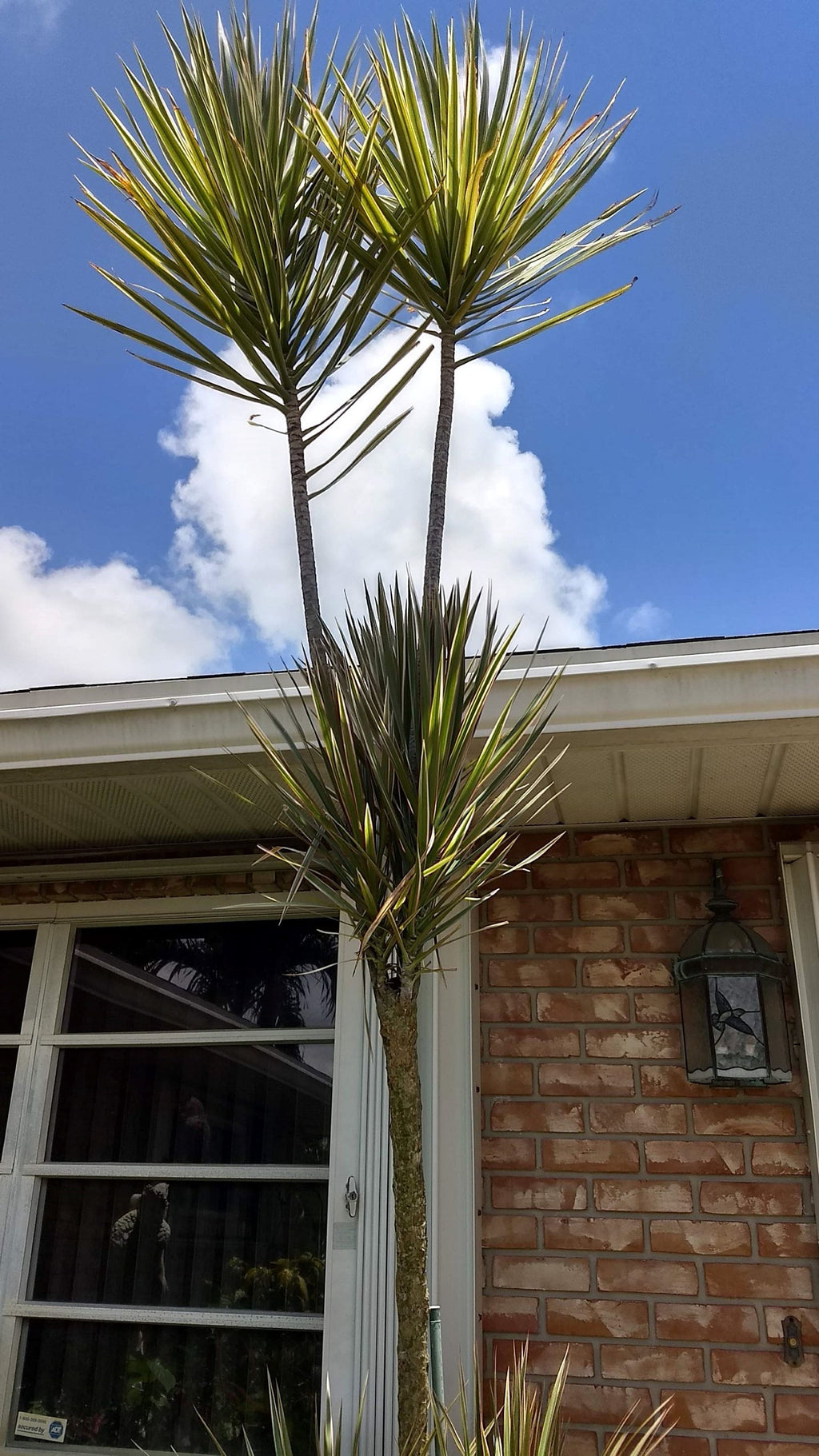 Madagascar Dragon Tree – Silver Tri-Color Live Houseplant (12″ Rooted)