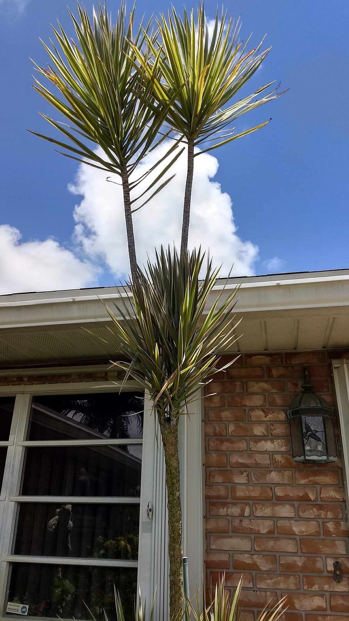 Madagascar Dragon Tree – Silver Tri-Color Live Houseplant (12″ Rooted)