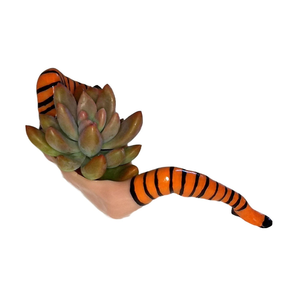 WITCH PLANTER™ – Halloween Table Décor with LIVE Succulent