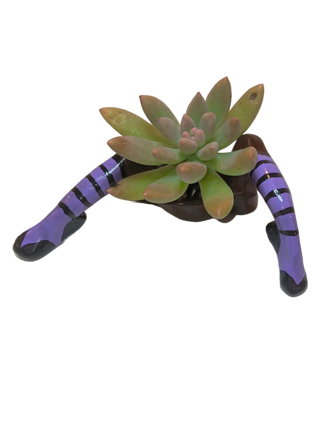 Halloween Table Decorations Indoor WITCH PLANTER™ includes succulent LIVE plant.