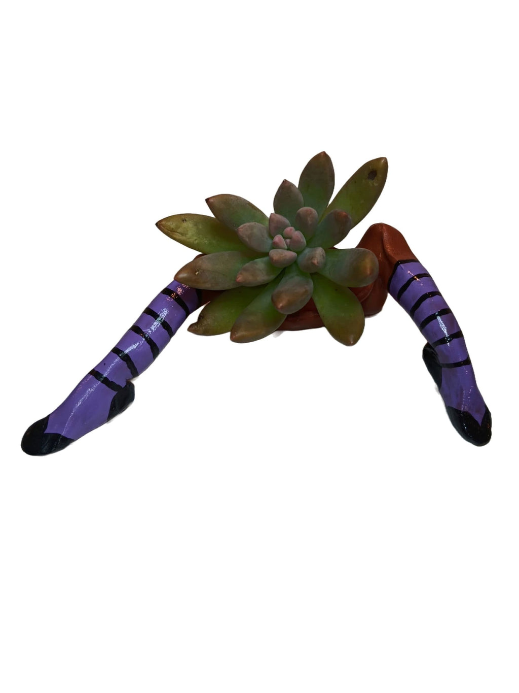 Halloween Table Decorations Indoor WITCH PLANTER™ includes succulent LIVE plant.