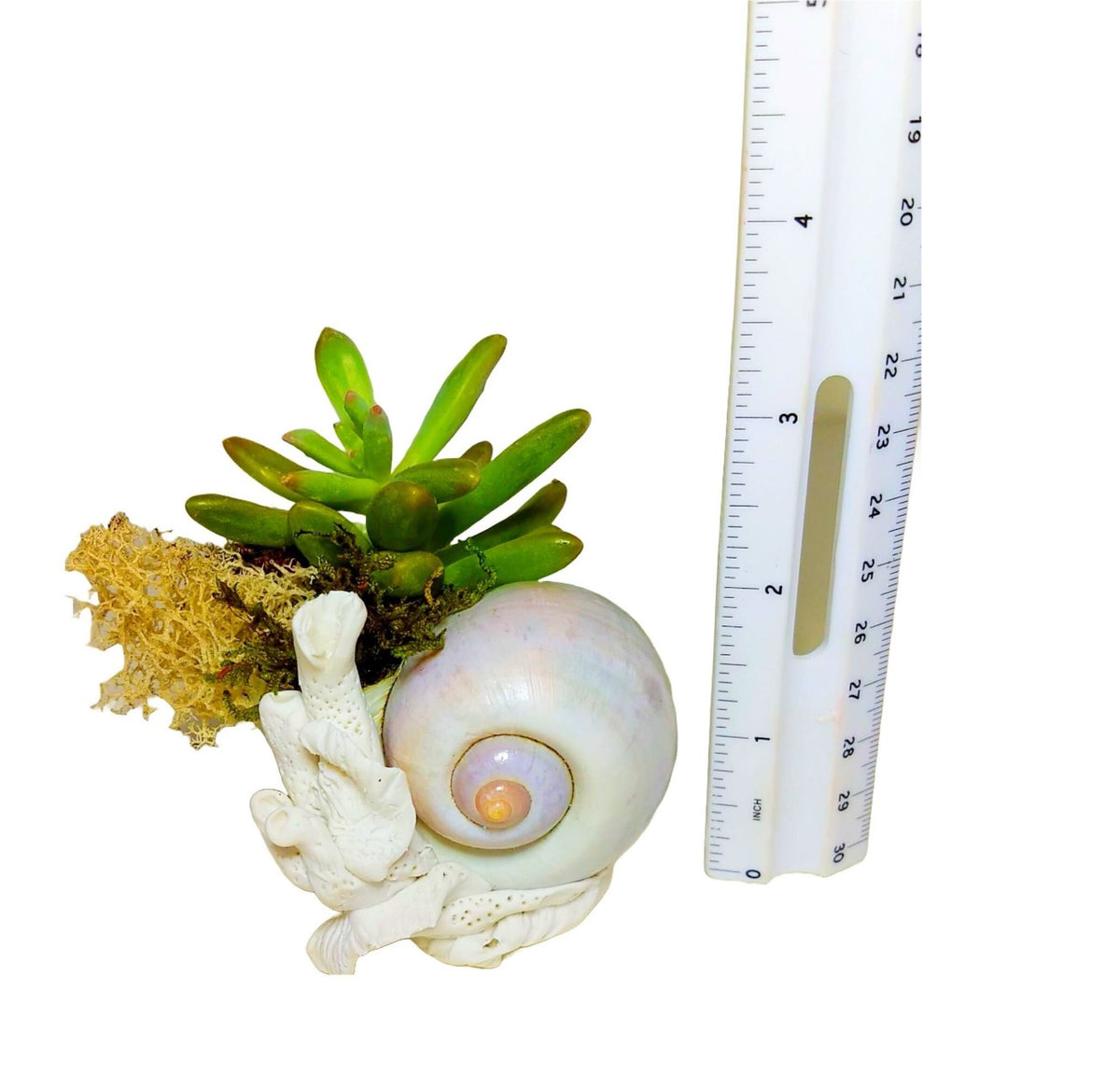 Beach Seashell and Coral Desk Planter with Live Plants.
