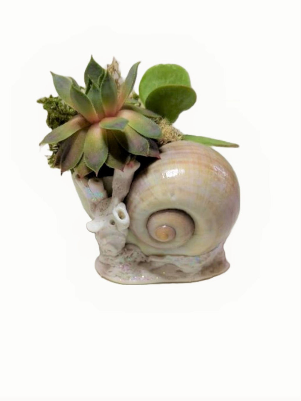 Beach Seashell and Coral Desk Planter with Live Plants.