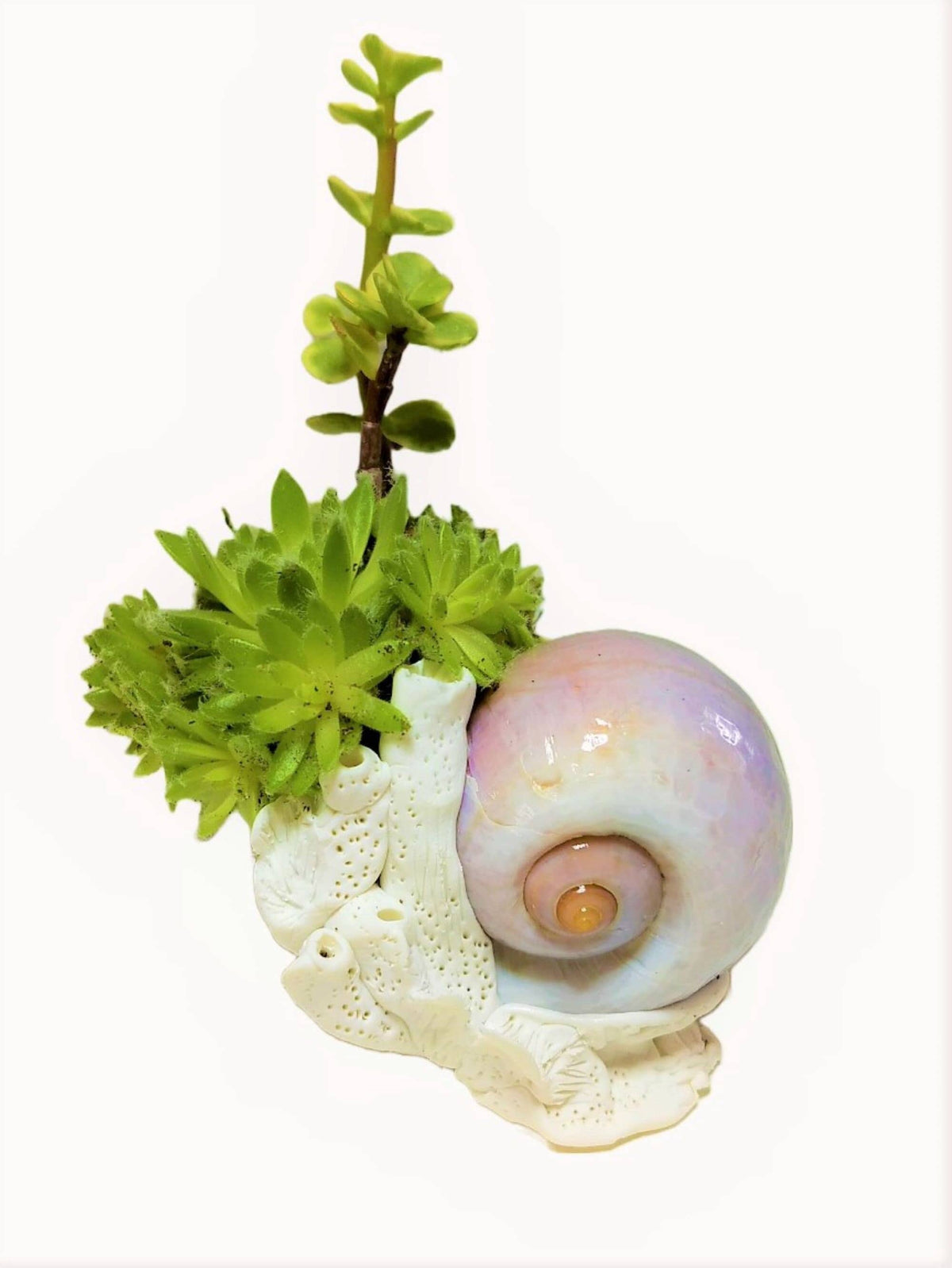 Beach Seashell and Coral Desk Planter with Live Plants.