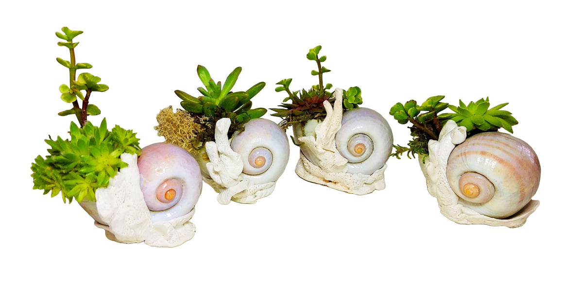 Beach Seashell and Coral Desk Planter with Live Plants.
